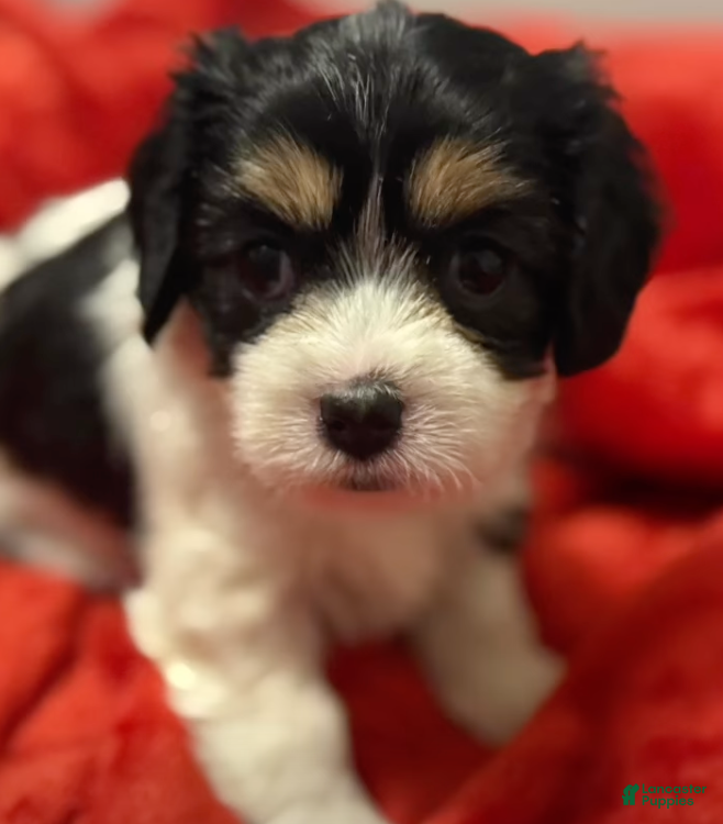 Mixed Breed dogs for sale: Cheyenne - Ad 1