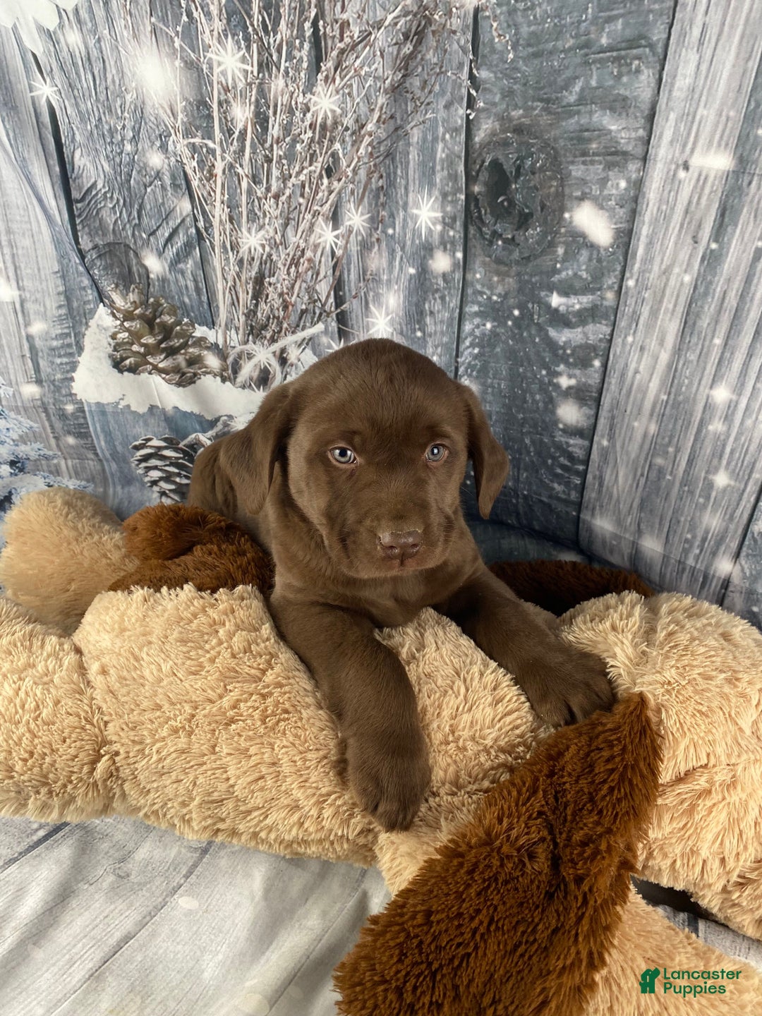Labrador Retriever dogs for sale: Ace - Ad 10