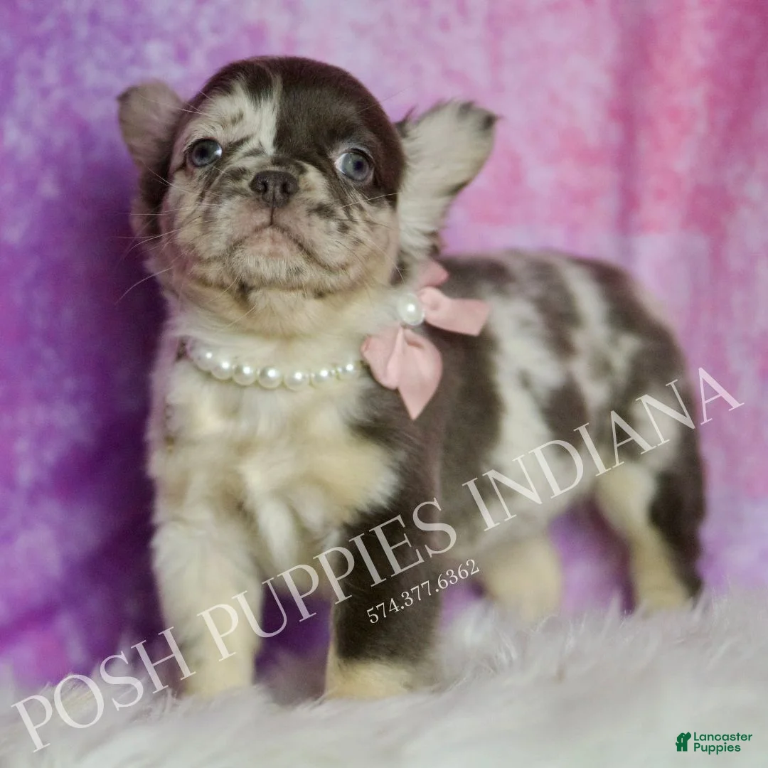 French Bulldog dogs for sale: Cocoa - Ad 3