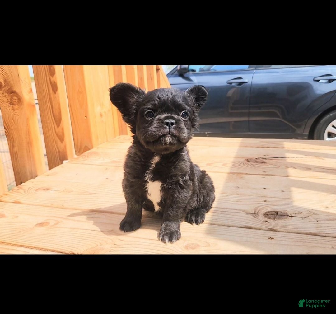 French Bulldog dogs Gizmo - Ad 2