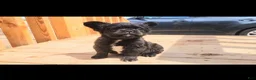 French Bulldog dogs for sale: Gizmo - Ad 2
