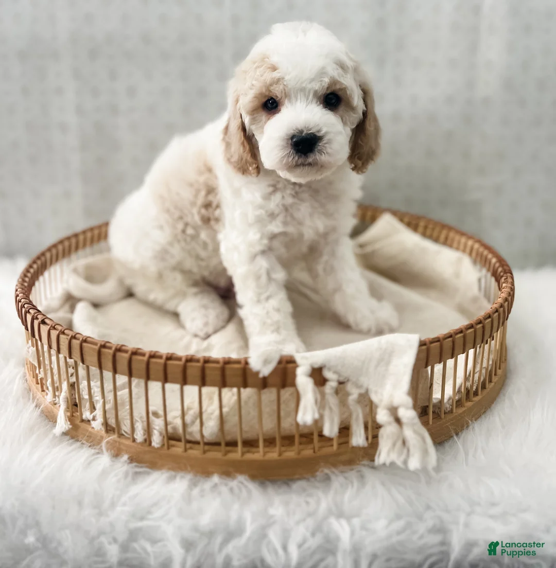 Cavapoo dogs for sale: Rye - Ad 7