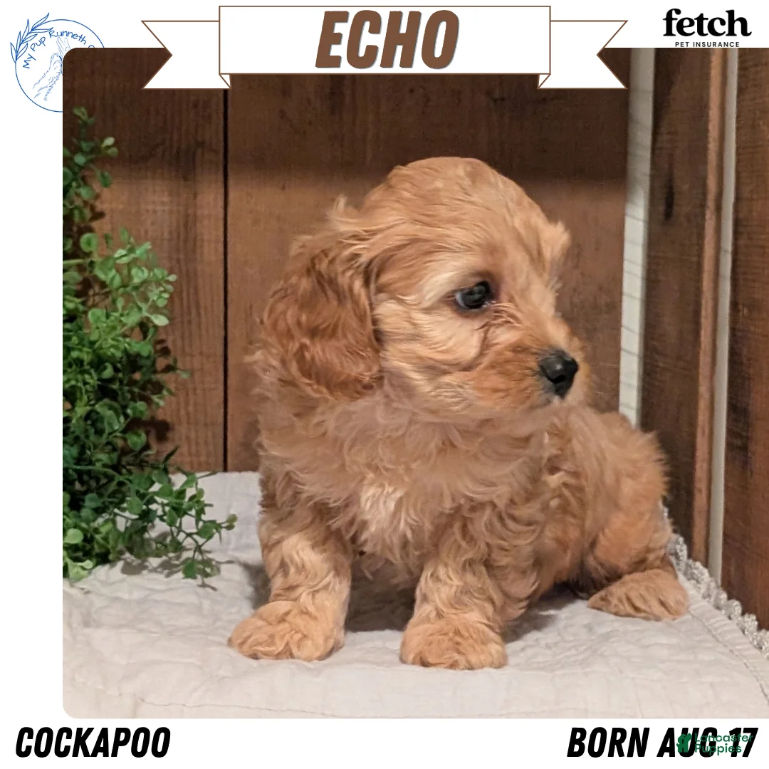 Cockapoo dogs for sale: Echo - Ad 1