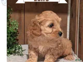 Cockapoo dogs Echo - Ad 1