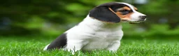 Beagle dogs for sale: Bee - Ad 8