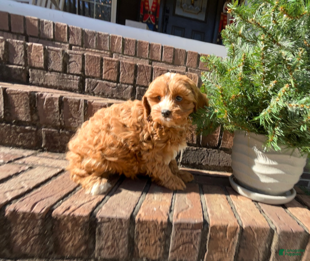 Cavapoo dogs for sale: Gigi  - Ad 4