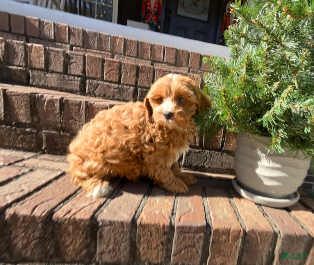 Cavapoo dogs for sale: Gigi  - Ad 4