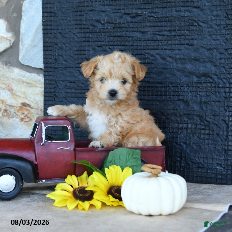 Maltipoo dogs for sale: Dusty - Ad 2