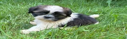 Shih Tzu dogs for sale: Shih Tzu 6 - Ad 3