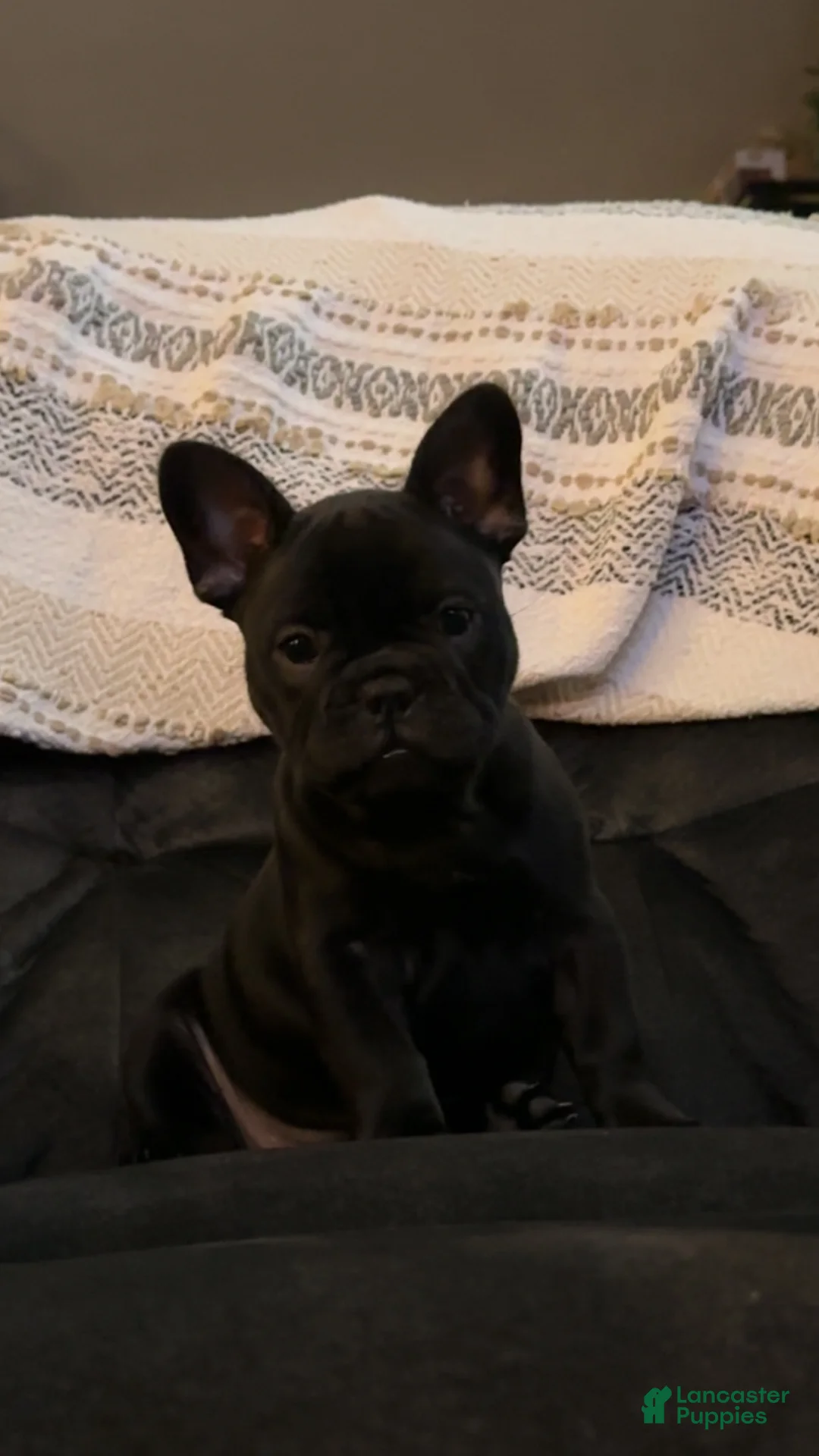 French Bulldog dogs for sale: French Bulldog Puppy 2 - Ad 6