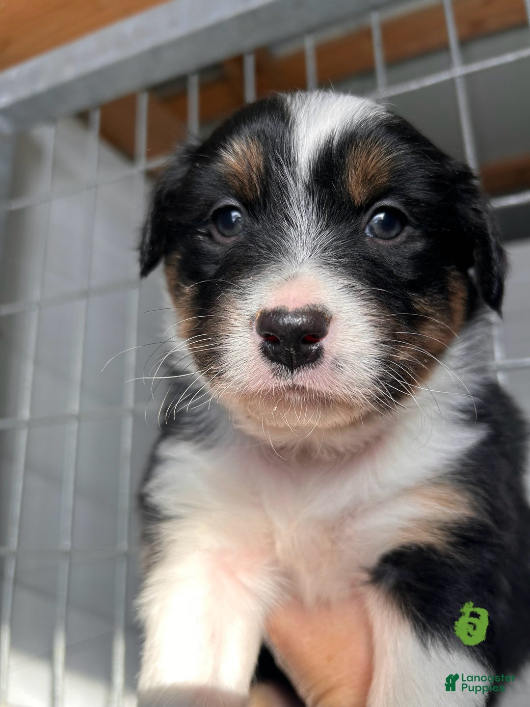 Australian Shepherd dogs for sale: Buster - Ad 2