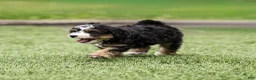 Bernedoodle dogs for sale: Crew Bernedoodle Puppy  - Ad 10
