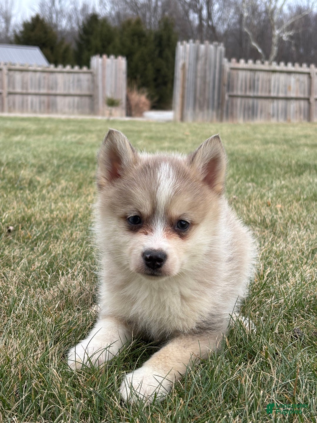 Pomsky dogs for sale: Tyler - Ad 3