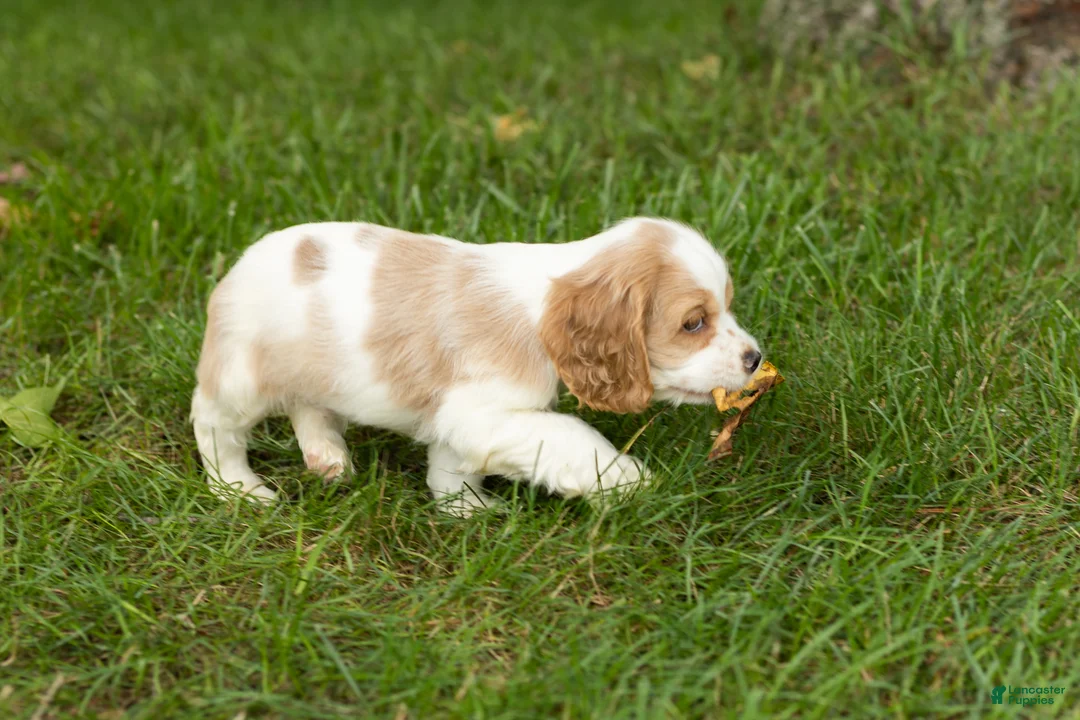 Cocker Spaniel dogs for sale: Max  - Ad 2