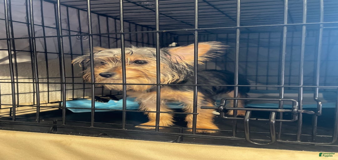 Gallery Image {{count}}