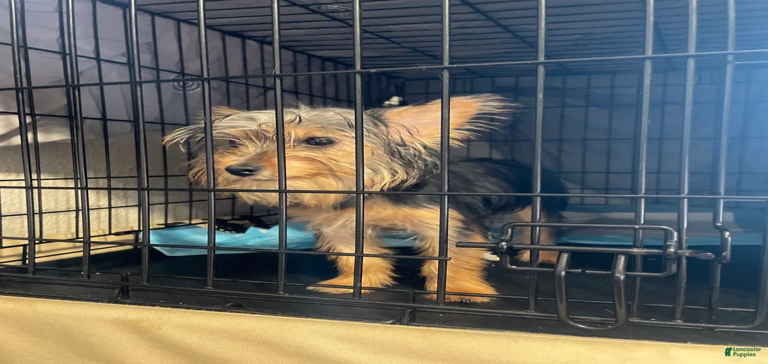 Gallery Image {{count}}