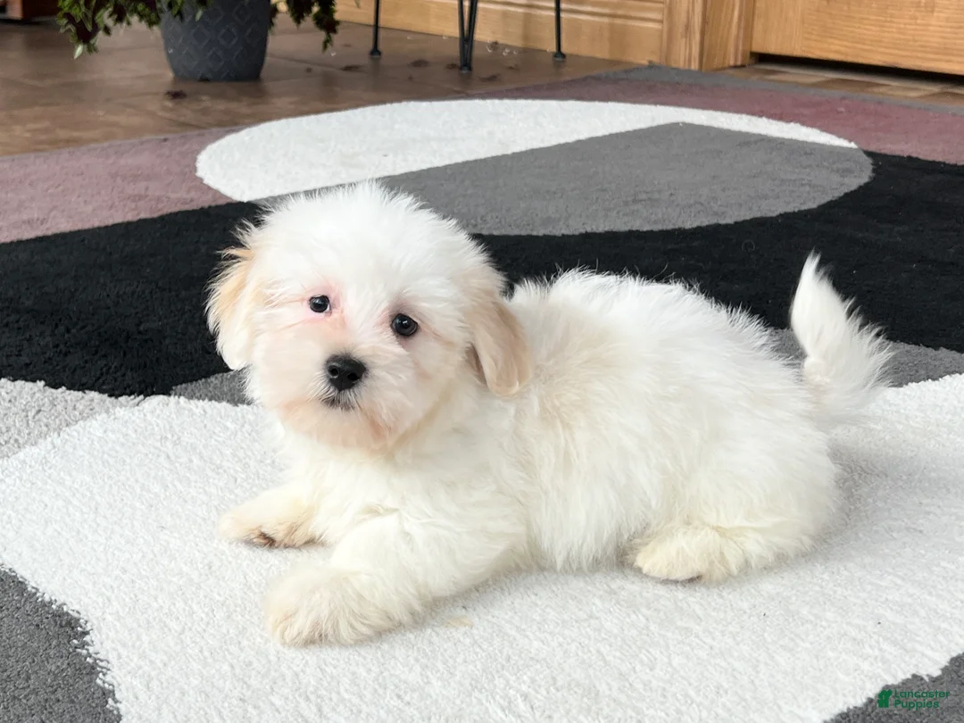 Lhasa Apso dogs for sale: Peaches - Ad 1