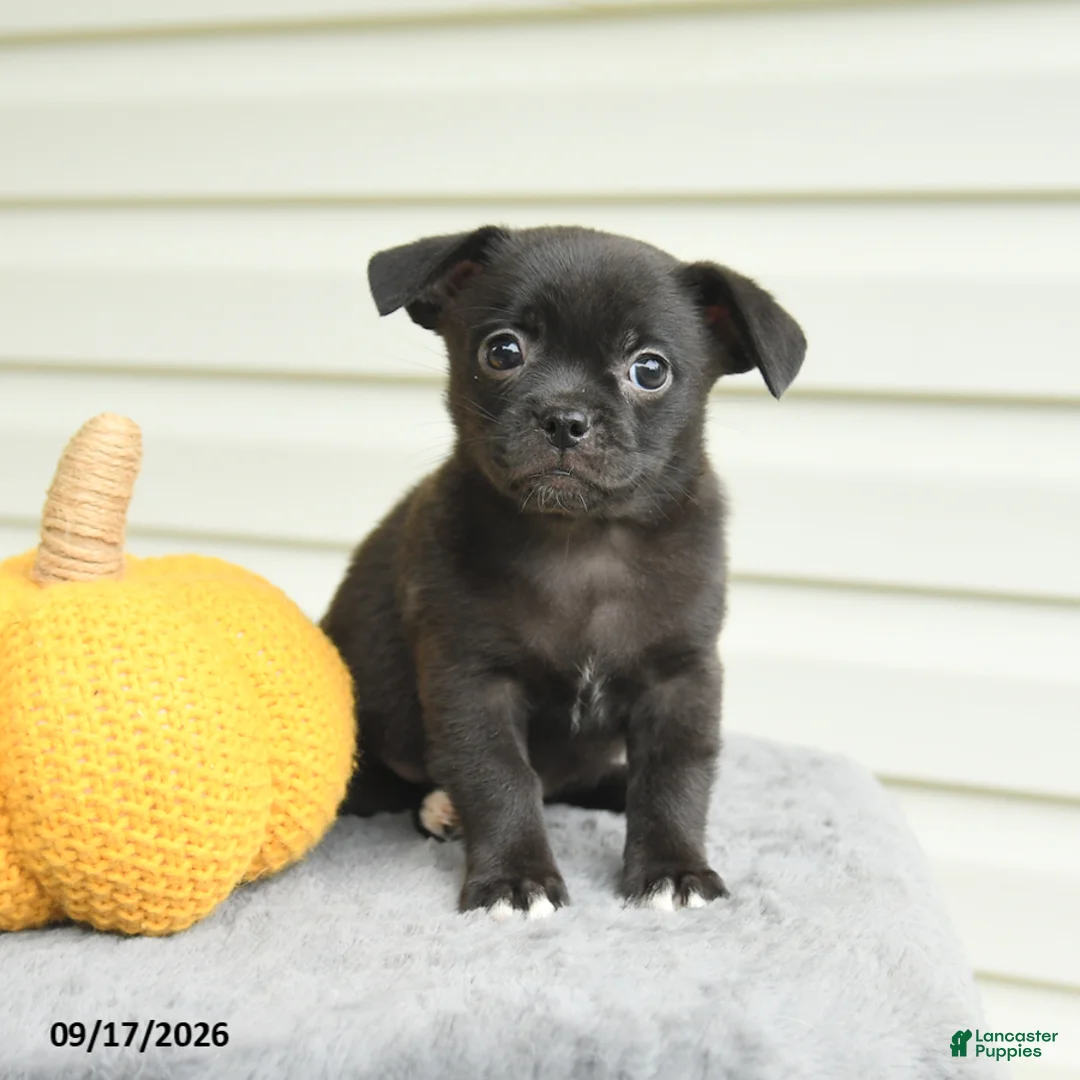 Mixed Breed dogs for sale: Scarlet - Ad 1