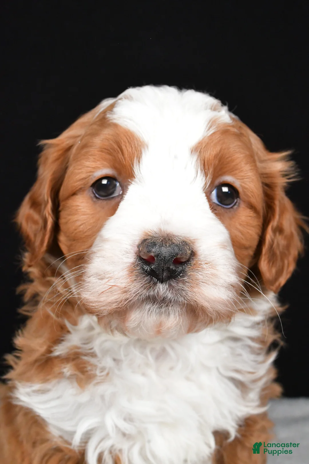 Mini Goldendoodle dogs for sale: Boomer - Ad 2