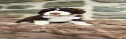 Portuguese Water Dog dogs for sale: Elizabeth - Ad 3