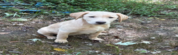 Labrador Retriever dogs for sale: Bear - Ad 1