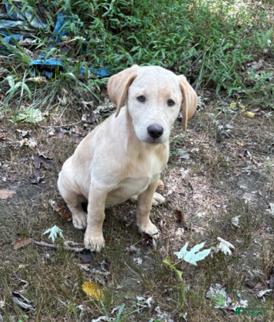 Labrador Retriever dogs for sale: Bear - Ad 1