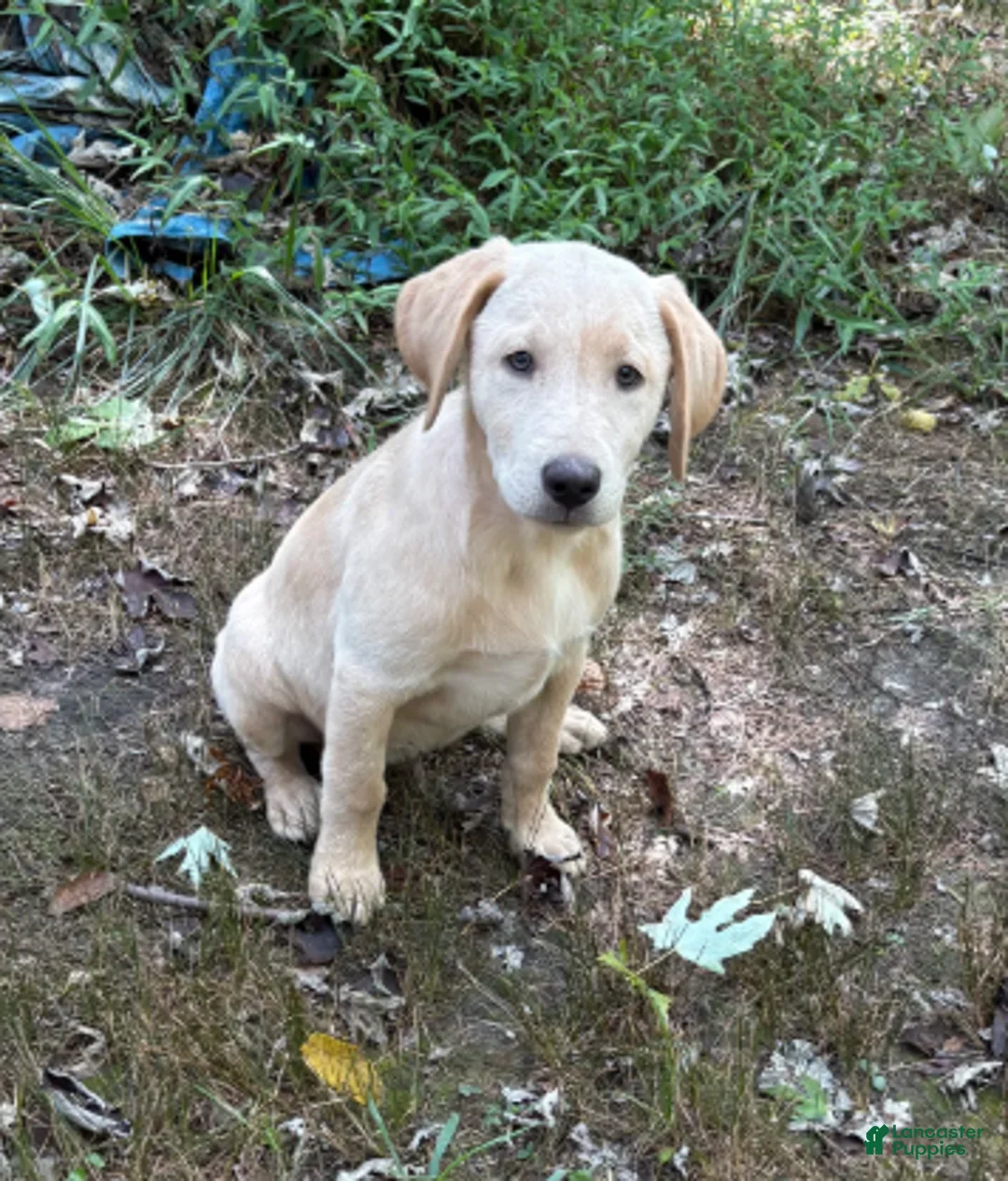 Labrador Retriever dogs for sale: Bear - Ad 1
