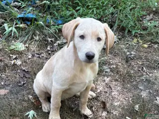 Labrador Retriever dogs Bear - Ad 30