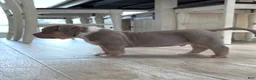 American Bully dogs for sale: American Bully Puppy 2 - Ad 4