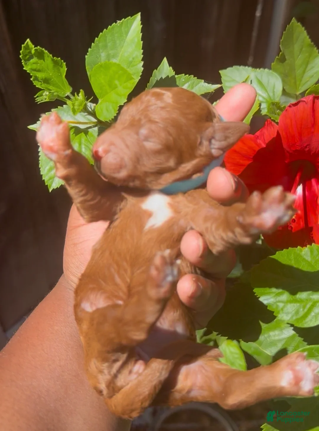 Standard Poodle dogs for sale: Lumi - Ad 1