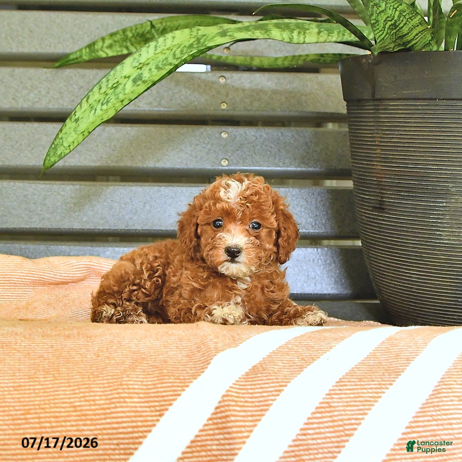 Miniature Poodle dogs Cinderella - Ad 2