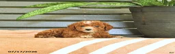 Miniature Poodle dogs for sale: Cinderella - Ad 2