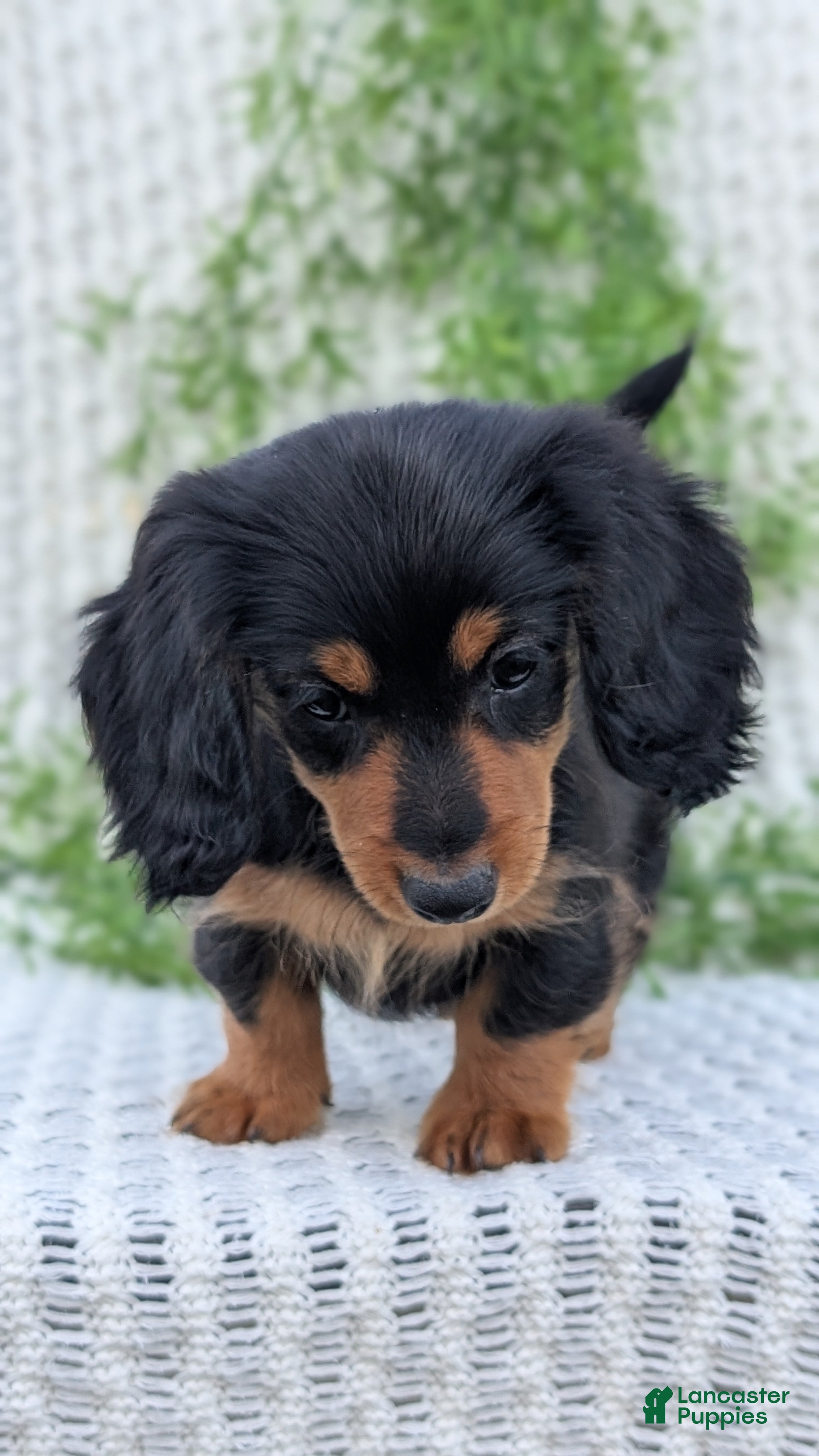 Miniature Dachshund dogs Riley - Ad 2