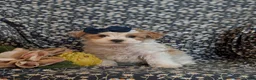 Maltipoo dogs for sale: Jocelyn 6 lbs Full Grown - Ad 4