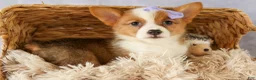 Welsh Corgi Pembroke dogs for sale: Yo-Yo 💕 - Ad 12