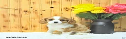 Cavalier King Charles Spaniel dogs for sale: Oliver - Ad 5