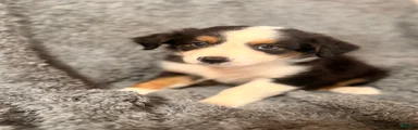 Ron