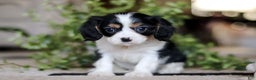 Cavalier King Charles Spaniel dogs for sale: Teddy - Ad 6