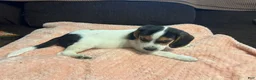 Beagle dogs for sale: Beagle 2 - Ad 2