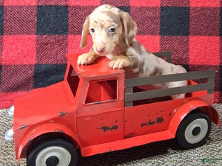 Miniature Dachshund dogs Noelle - Ad 8