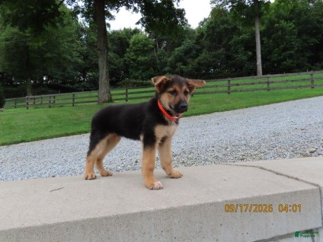 German Shepherd dogs Milo - Ad 2