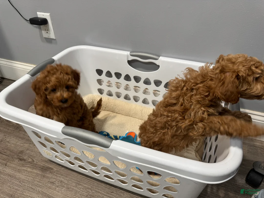Miniature Poodle dogs for sale: Espressa  - Ad 3