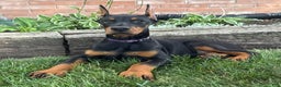 Doberman Pinscher dogs for sale: Selene - Ad 20