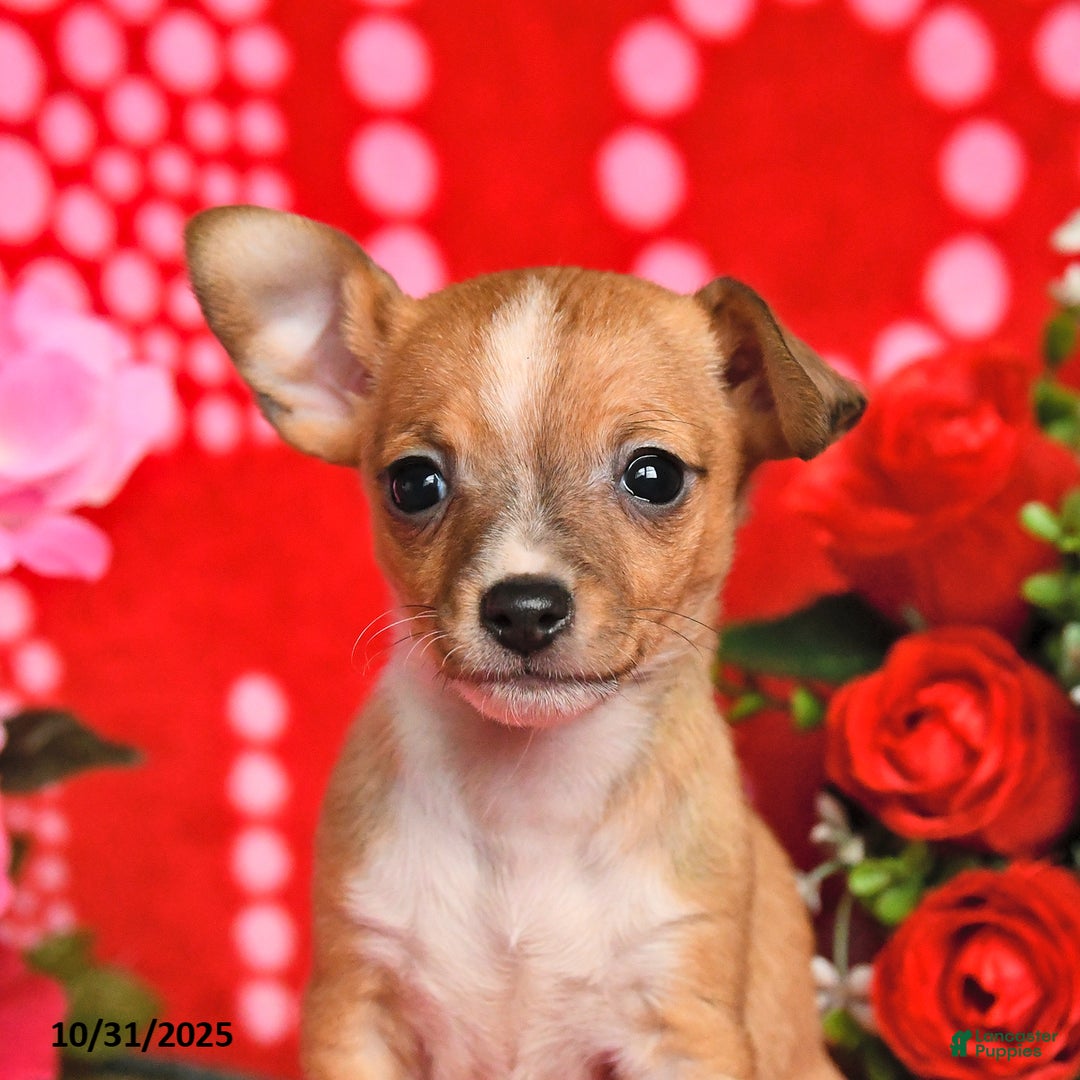 Mixed Breed dogs for sale: Pearl - Ad 5