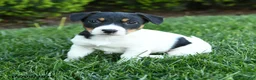 Jack Russell Terrier dogs for sale: Olive  - Ad 1