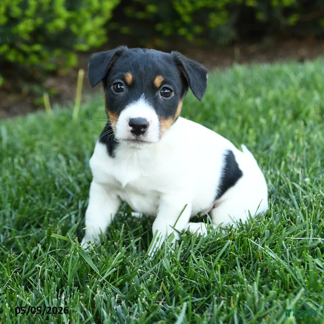 Jack Russell Terrier dogs for sale: Olive  - Ad 1