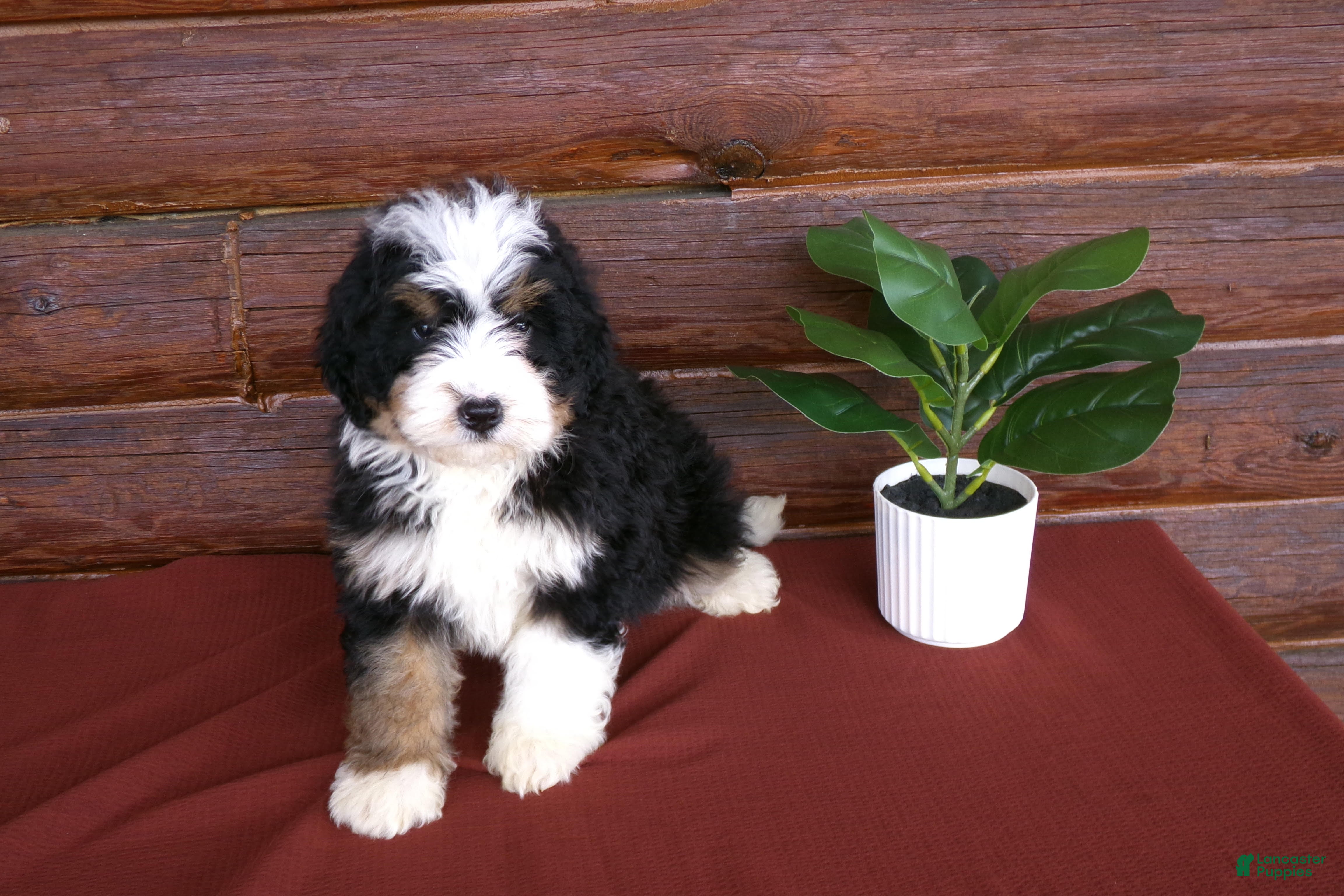 Mini Bernedoodle dogs Anson - Ad 1