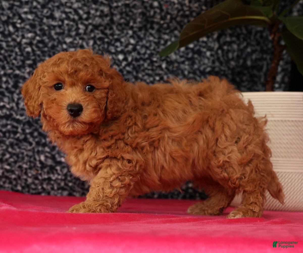 Bichpoo dogs Felix - Ad 2