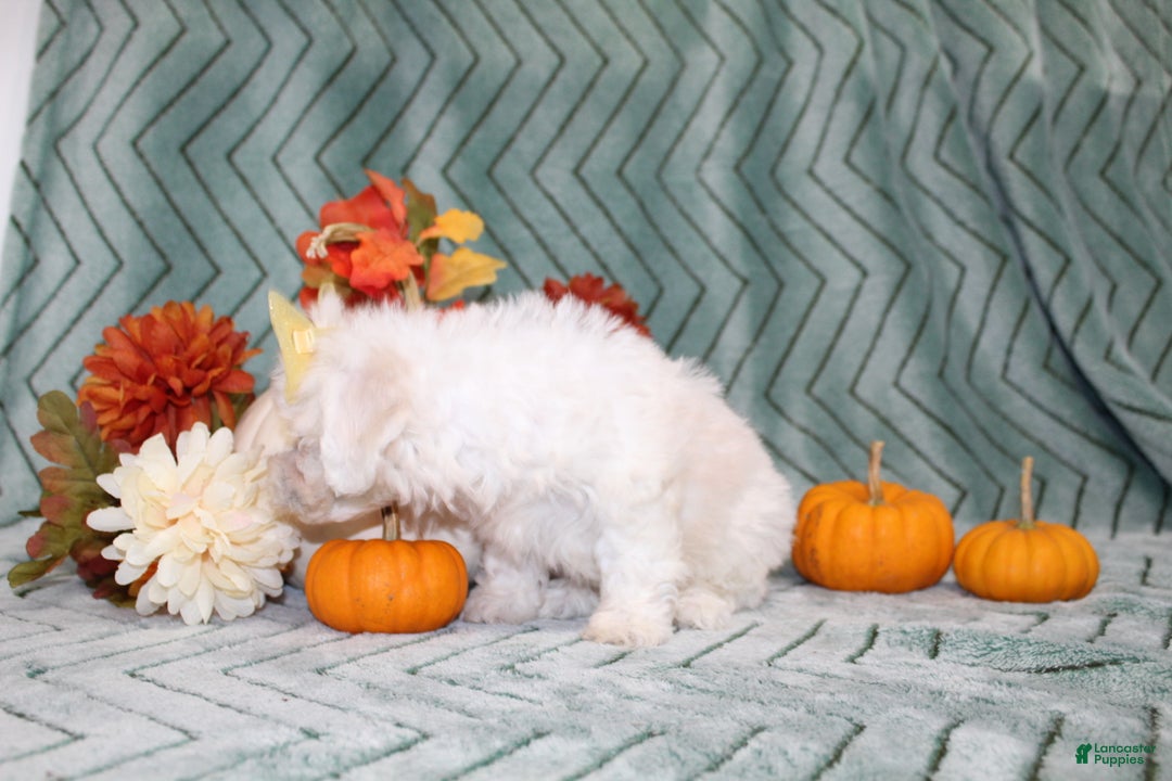 Bichon Frise dogs for sale: Mums - Ad 7