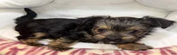 Yorkshire Terrier dogs for sale: Eclipse  - Ad 9